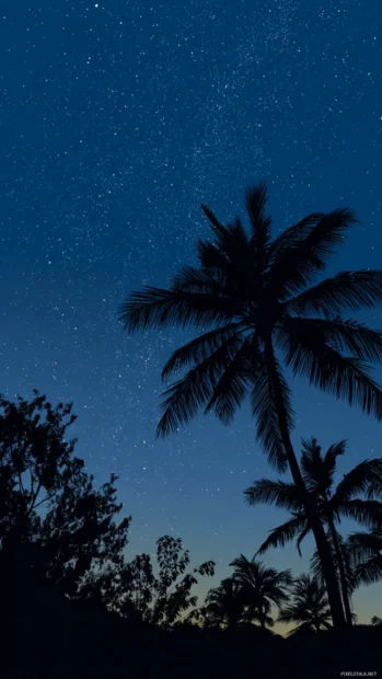 Palm tree silhouette phone wallpaper depicting bold palm outlines against deep indigo twilight sky with stars.