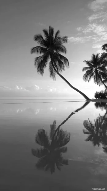 Palm tree silhouette wallpaper black and white mobile design with palms leaning over calm reflective water.