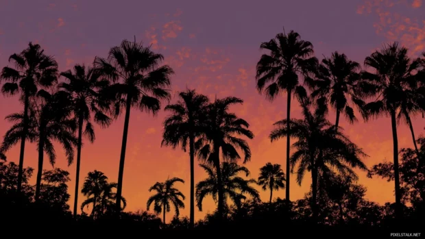 Palm tree silhouette wallpaper featuring dark palm outlines against bright orange and purple twilight sky.