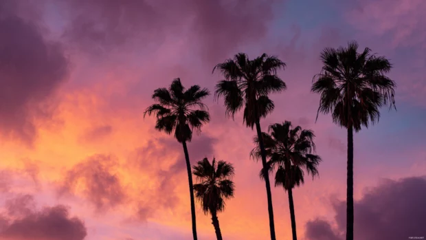 Palm tree silhouettes standing tall against a stunning pink and orange evening sky.