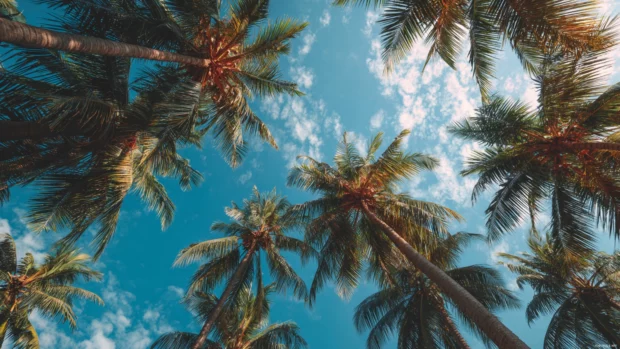 Palm tree sky 4k wallpaper capturing upward view of palms reaching into cirrus cloud filled azure sky.