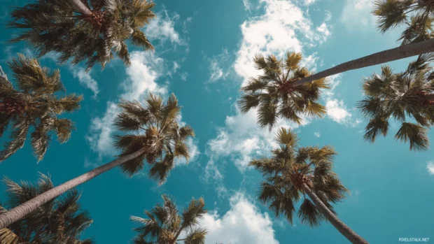 Palm tree sky wallpaper with upward perspective of palms reaching into fluffy white clouds and azure sky.