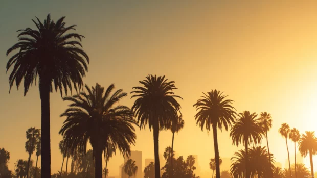 Palm tree skyline blending beautifully with soft golden sunrise light.