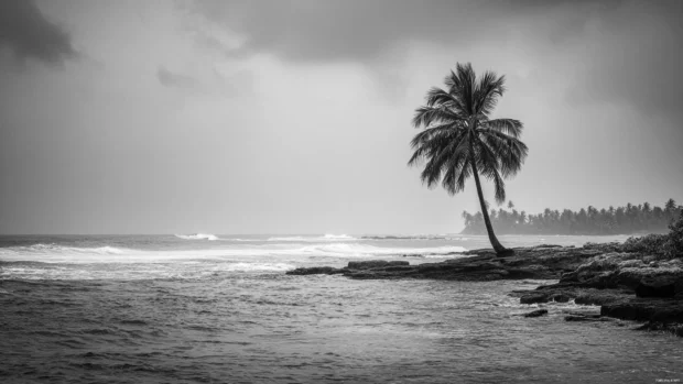 Palm tree standing alone in a black and white ocean scene with gentle waves in the distance.