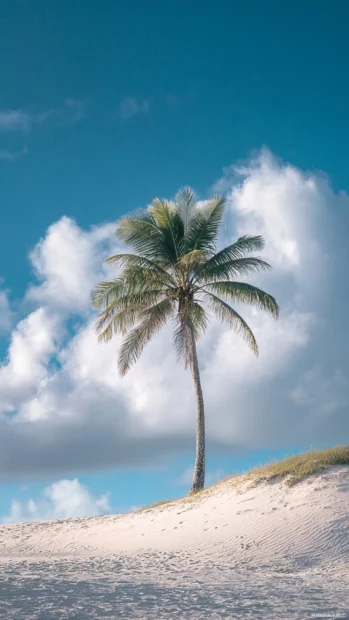Palm tree standing alone on a small sand dune, blue sky stretching endlessly above.