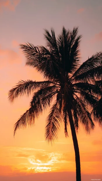 Palm tree standing tall against a glowing sunset sky, warm tropical vibes, perfect for iPhone wallpaper.