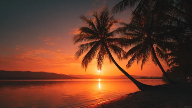 Palm tree sunset 4k wallpaper displaying blazing orange sky behind silhouetted palms over calm bay.