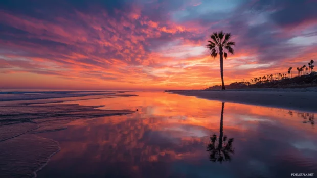 Palm tree sunset hd wallpaper depicting reflective wet sand mirroring fiery sky and lone palm on shoreline.