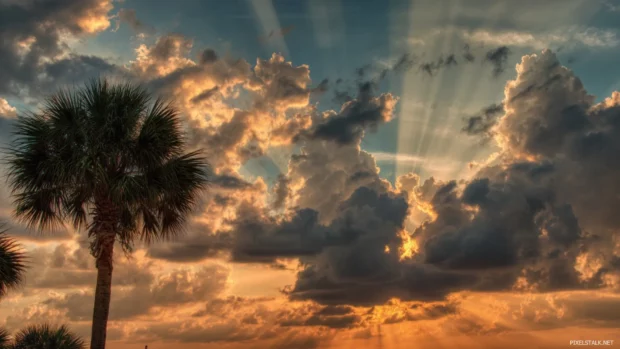 Palm tree sunset sky wallpaper emphasizing radiant cloud bands and dramatic light beams behind palm canopy.