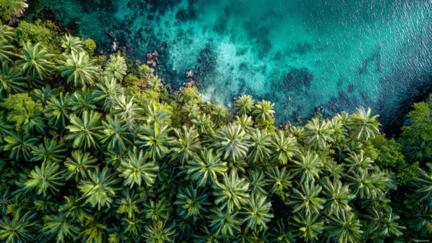 Palm trees 4k desktop wallpaper capturing aerial view of dense palm grove blending into turquoise sea.