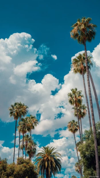 Palm trees under blue sky iPhone wallpaper featuring tall palms reaching into fluffy white clouds in midday light.