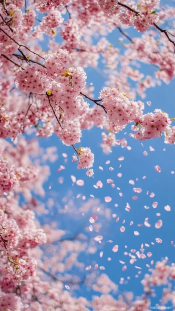 Pastel Japanese cherry blossom wallpaper blending sky, trees, and tiny falling petals.
