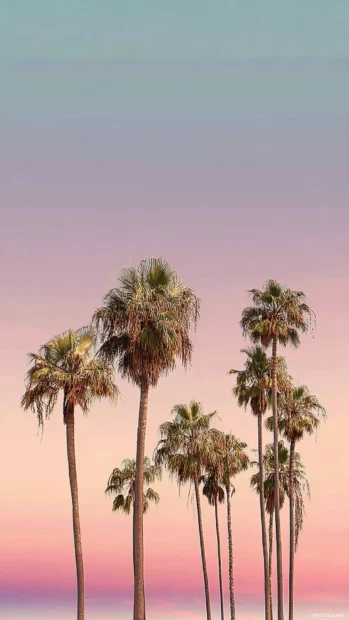 Pastel aesthetic palm tree wallpaper showing soft pink sky fading into mint horizon framed by elegant palms.