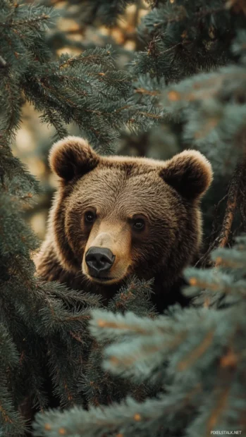 Peeking from behind a pine tree, a bear appears playfully on this soft toned bear iPhone wallpaper.