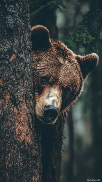 Peeking shyly from behind a tall tree, a curious brown bear makes this image great for a brown bear wallpaper for Android phone.
