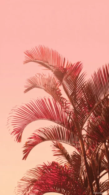 Pink palm tree phone wallpapers with vibrant palm leaves casting shadows on pale pink horizon backdrop.