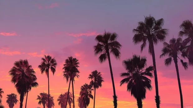 Pink sunset palm tree wallpaper illustrating silhouetted palms against vibrant pink and orange evening sky.