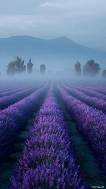 Portrait orientation wallpaper showing lavender rows stretching into the misty horizon.