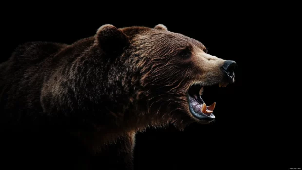 Powerful and sharp, a brown bear mid roar in crisp detail delivers an intense look for a brown bear wallpaper 1080p.