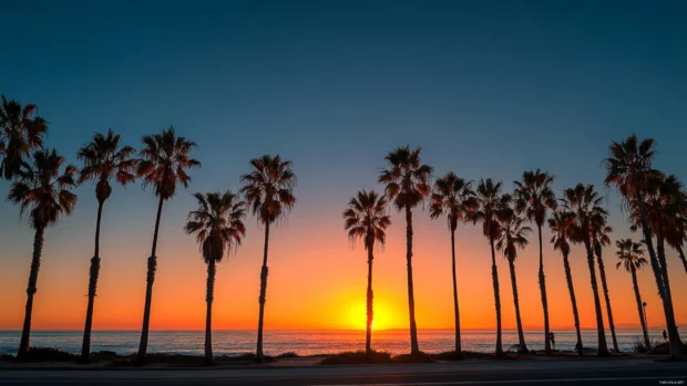 Rows of palm trees lining the coastline, perfectly silhouetted against a radiant sunset sky.