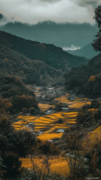Rustic Japan iPhone wallpaper showing terraced rice fields in rural countryside during sunset.