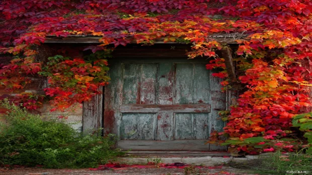Rustic fall colors wallpaper iPhone format showing weathered barn door framed by vibrant vine of fall foliage.