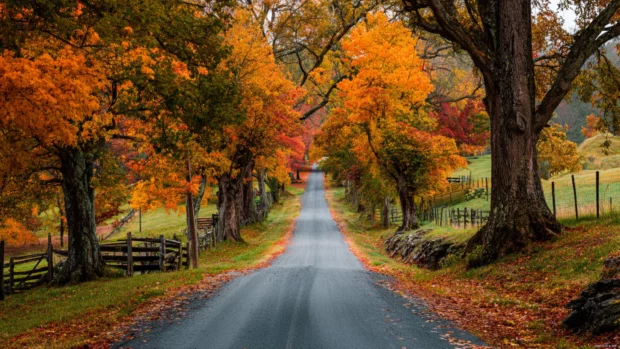 Scenic countryside road lined with trees bursting in fall colors, creating a perfect autumn escape.