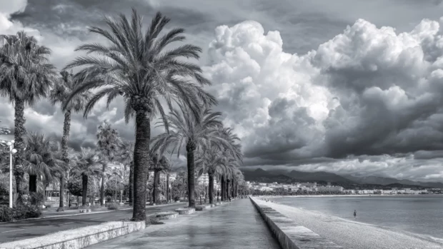 Seaside promenade with a row of black and white palm trees under a dramatic cloudy sky.