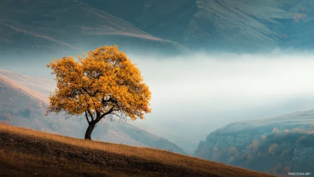 Serene fall tree wallpaper showing solitary golden tree standing on serene hill overlooking misty valley.