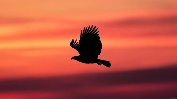 Silhouette of an eagle flying across a glowing twilight sky.
