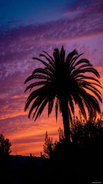 Silhouetted Palm tree at dusk with vivid orange and purple hues, vibrant evening sky.