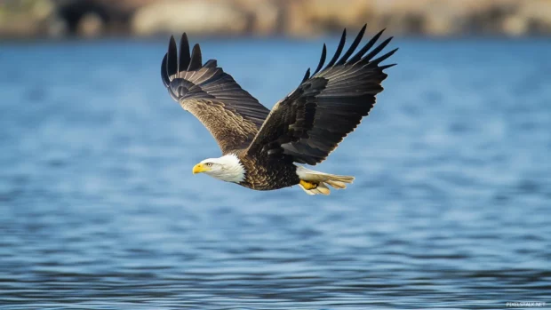 Silvery water sparkles under a Bald Eagle gliding silently above.