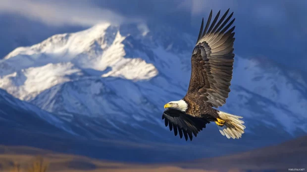Snow capped peaks in the background as a Bald Eagle hovers above.