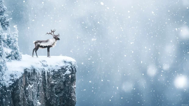 Solitary reindeer on a snowy cliff with wind blown snowflakes.