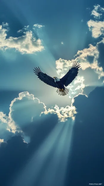 Sunlight streams through clouds as a Bald Eagle glides overhead.