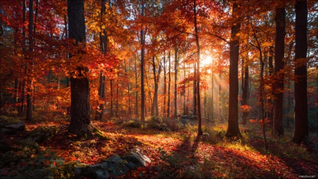 Sunset illuminating fall colors in a dreamy forest, where soft light enhances the vivid beauty of autumn leaves.