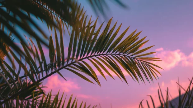 Sunset illuminating the edges of palm tree leaves with delicate light while the sky glows in pastels.