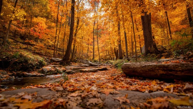 The beauty of fall captured in a forest clearing filled with golden trees and scattered leaves.