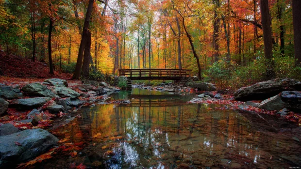 The charm of fall captured in a forest filled with colorful trees and a small wooden bridge crossing a quiet stream.