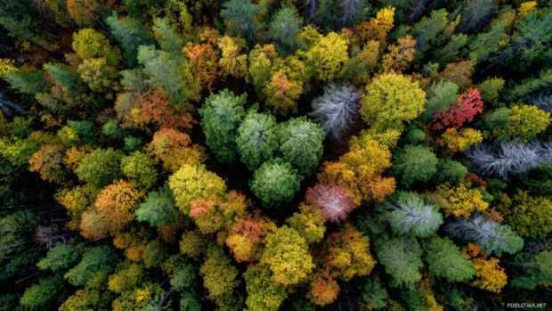 The heart of a dense forest filled with ancient fall trees, their leaves creating a natural mosaic.