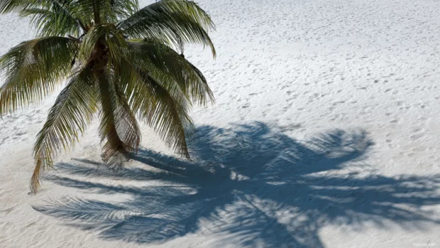 The peaceful shadow of a Palm tree cast over soft white sand during midday.