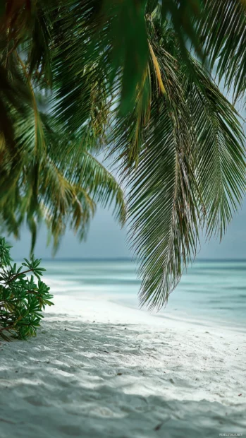 The rich green fronds of a Palm tree gently swaying over white sands.