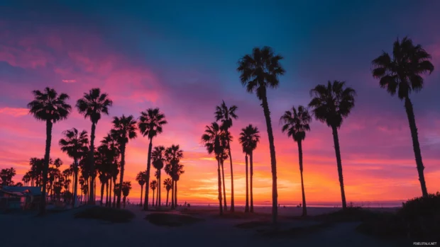The vibrant sunset horizon with layers of pink and orange behind a group of palm trees lining the shore.