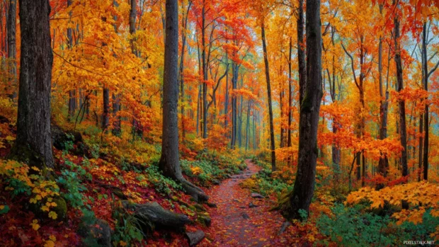 The vivid beauty of fall captured in a dense forest filled with glowing leaves, soft light, and winding paths.