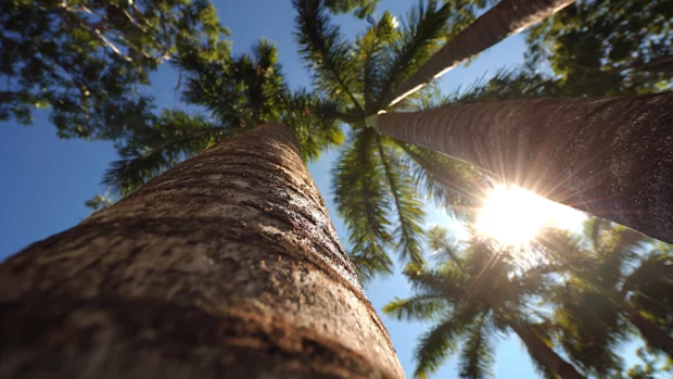 Towering palm tree captured from below with radiant sun rays in sharp 4K focus.