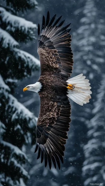 Upward view of a Bald Eagle soaring past tall snowy pines.