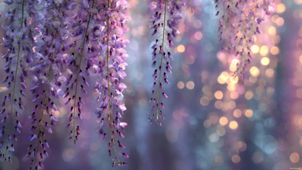 Vertical wallpaper with cascading lavender flowers and light bokeh effects.