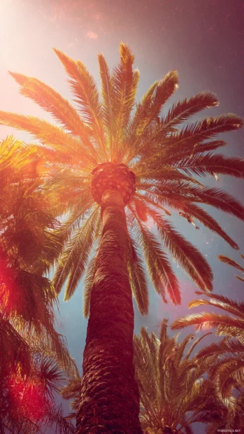 Vibrant aesthetic palm tree rising tall with delicate sun rays filtering through its leaves.