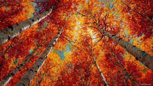 Vibrant fall colors wallpaper depicting sunlight filtering through dense canopy of crimson beech and amber birch.