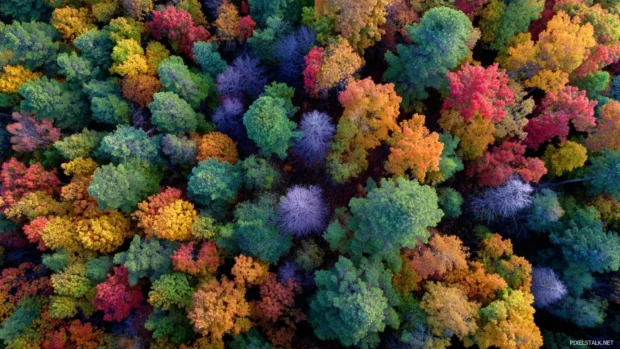 Vibrant fall wallpaper desktop illustrating aerial patchwork of forest canopy shimmering in warm tones.